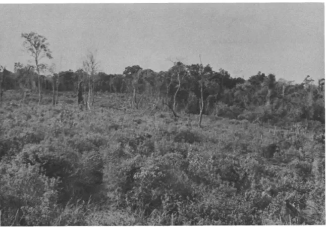 FIGURE 18.—Chena land abandoned about two years previous to time photographed.