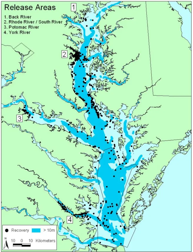 Figure 3.  Map of Chesapeake Bay showing locations of release sites (numbers) and recaptured  tagged crabs (dots)