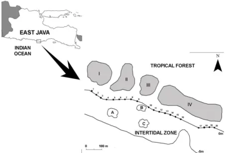 Figure  1.  Map  of  East  Java  and  location  of  study  site.  Dots  number  indicate  locations  of  belt  transect  (stretch  from  shorelines to ocean at intertidal zone): 1 – 8 laid out in west sector, 9-13 laid out in centre section and 14-20 laid 