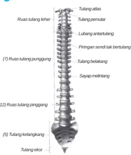 Gambar 3.5 (a) Tulang Belakang