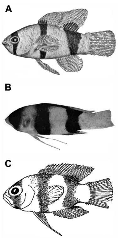 Figure 1. Previously published images of A Lipogramma evides, 34.4 mm SL, ANSP 134329, holotype,  from Robins and Colin (1979: fig
