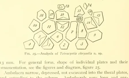 Fig. 25. — Analysis of Tetracystis chrysalis n. sp.