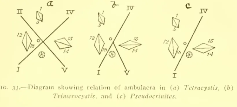 Fig. 33. — Diagram showing relation of ambulacra in (a) Tetracystis, (b) Trimerocystis, and (c) Pseudocrinites.