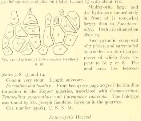 Fig. 34. -Analysis of Trimerocystis peculiaris n. sp.