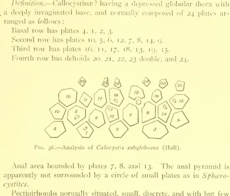 Fig. 36. — Analysis of Ccelocystis sitbglobosus (Hall).