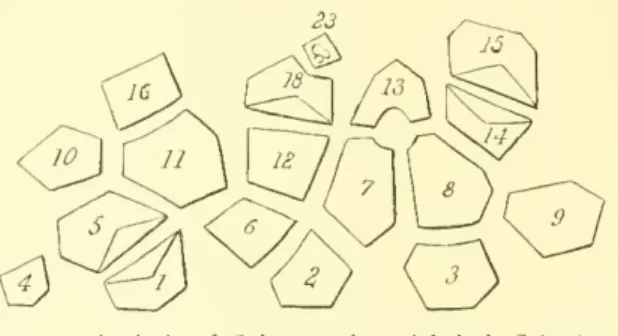 Fig. 41.— Diagrams showing the number shaped madreporite on plate of ambulacral branches in two specimens of 21.