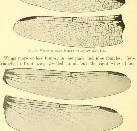 Fig. s.— Wings of female Ictinus mel.enops from Siam.