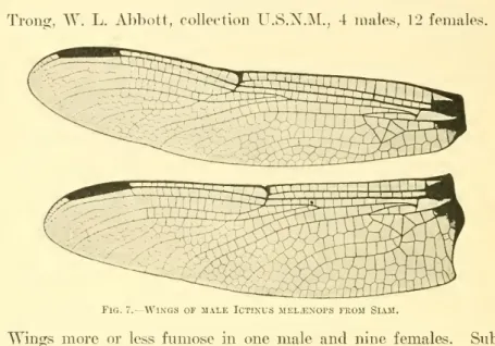 Fig. 7.— Wings of male Ictinus meljlnops from Siam.