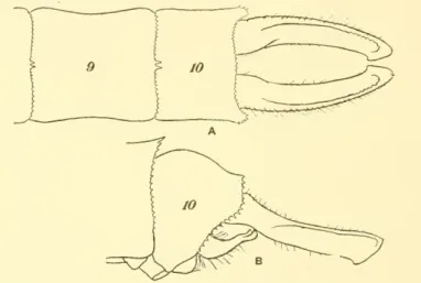 Fig. 10.— GOMPHIDIA ABBOTTI FROM SlAM. A, DORSAL, AND B, LATERAL VIEWS OF MALE ABDOM- ABDOM-INAL APPENDAGES