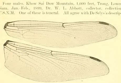 FiG. 11.— Wings of male Sieboldius japponicus from Siam.