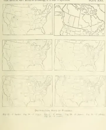 Fig. 30.-/'. rurr/ri.