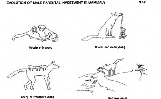 Figure 3.   Categories of male parental behavior: Direct male investment. I. Behavior often  show/n to young before they are wieaned