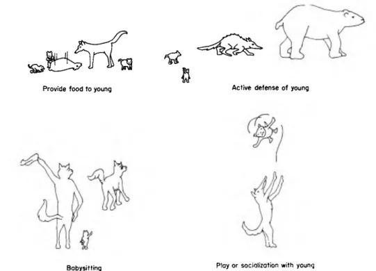 Figure 4.   Categories of male parental behavior: Direct male investment. II. Behavior often  shown to young between weaning and independence