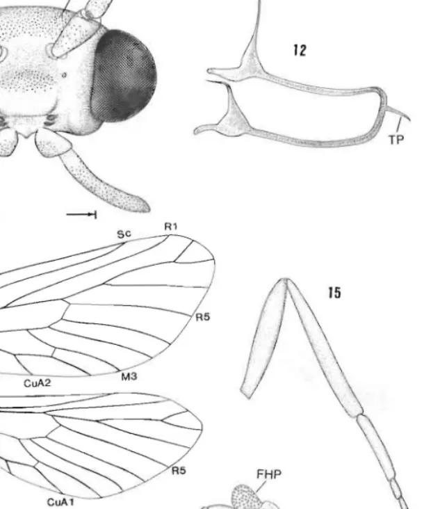 Figs 11-15.  Ogygioses  euraw,  head and  thoracic structure:  11,  head, anterior view;  12,  tentorium;  13,  wing  venation,  male;  14,  fore,  mid  and  hindlegs,  male;  15,  hindleg,  female 