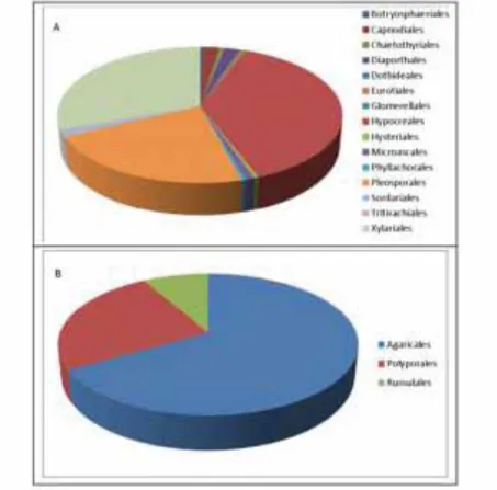 Figure 3. Graphical representation of isolated sponge-associated fungi from Ascomycota (A) and  Basidiomycota (B) grouped by orders
