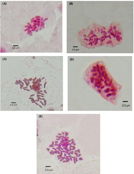 Figure 2. Chromosomes of root tip cells of A. cina, (A) chromosome number 2n=2x=18; (B) 2n=3x=27; (C) 