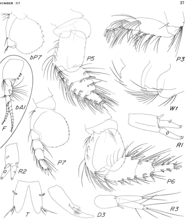 FIGURE 6.—Rhepoxynius homocuspidatus, new species, holotype, female &#34;p,&#34; 3.13 mm