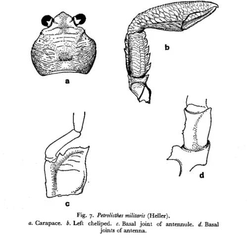 Munida semoni Ortmann, 1894: 24, plate I, fig. 4. Barnard, 1950: 491, fig. 92C.