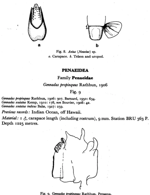 Fig. 8. Axius (Neaxius) sp.
