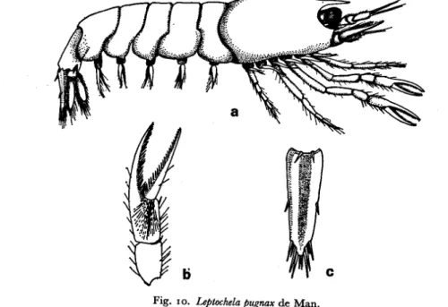 Fig. 10. Leptochela pugnax de Man.