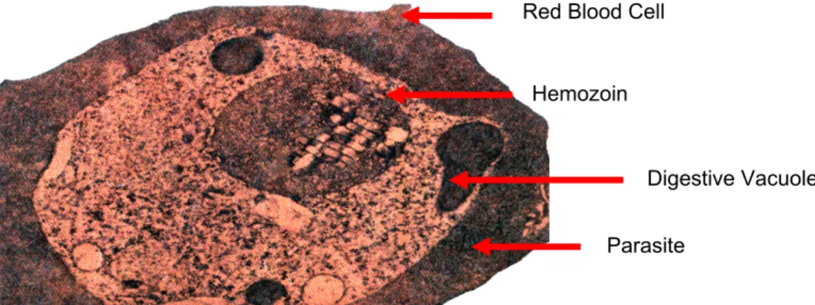 Figure 4. Electron micrograph of a parasitized erythrocyte. Hemozoin is formed within  the acidic digestive food vacuole of the parasite