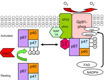 Figure 9. Schematic illustrating the assembly of NADPH oxidase. Upon stimulation,  protein kinase C (PKC) phosphorylates the cytosolic phagocyte oxidase complex  mediating its translocation to the membrane