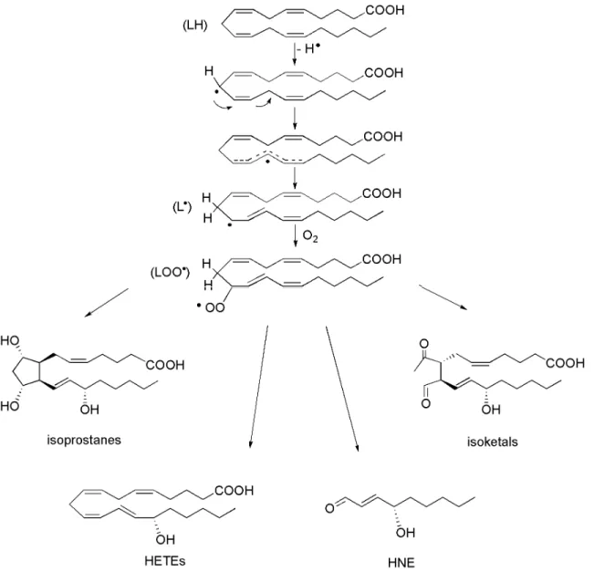 Figure 12. Peroxidation of arachidonic acid. The generation of secondary oxidation  products, including isoprostanes, HETEs, HNE, and isoketals, arises from a 