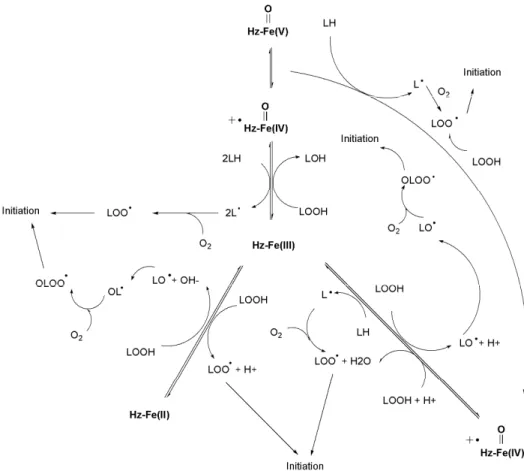 Figure 16. Proposed Hz-mediated lipid peroxidation pathways associated with redox  cycling of heme-iron