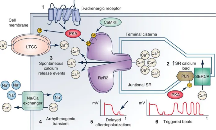 Figure  2.  Cellular  pathogenesis  of  catecholaminergic  polymorphic  ventricular  tachycardia  (CPVT)