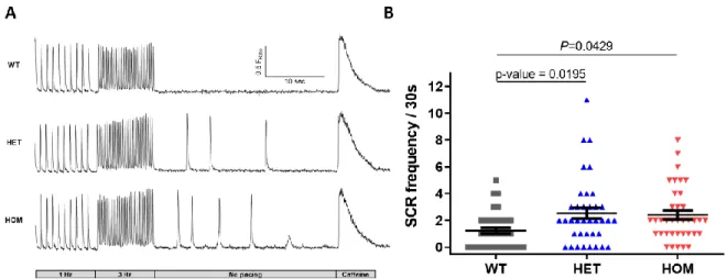 Figure 10. K180R increases rates of spontaneous calcium release events. Ventricular myocytes  were isolated and loaded with Fura-2 acetoxymethyl ester to measure spontaneous calcium release  (SCR) events