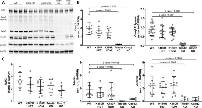 Figure 11. Levels of junctional SR proteins are normal in K180R mice. Ventricular cellular lysate  was collected from isolated mouse hearts and analyzed using western blotting techniques