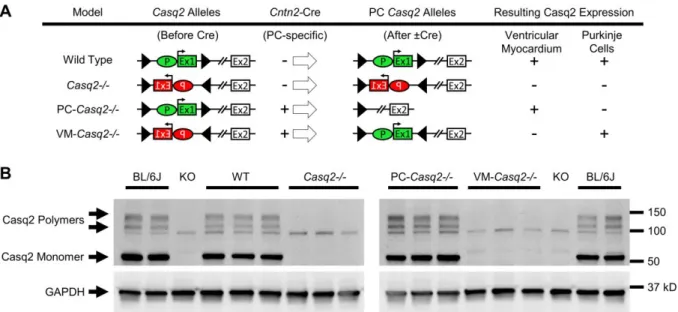 Figure 19. Generation and characterization of cardiac calsequestrin (Casq2) tissue-specific mouse  models part 1
