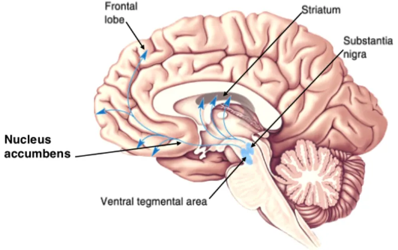 Figure 2 Schematic Illustration of Dopaminergic Projections: DA neurons in the VTA project  to  the  nucleus  accumbens  and  prefrontal  cortex  through  the  mesolimbic  and  mesocortical  pathways, respectively