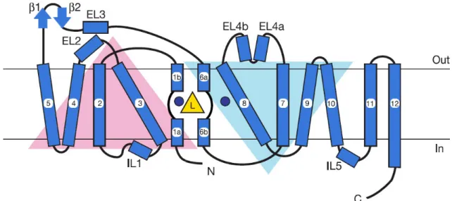 Figure 4 Schematic Topology of DAT Based on LeuTaA crystal structure: TMDs1-5 and 6- 6-10  form a  pseudo two-fold axis in  the  membrane  plane (inverted triangle  configuration) and  fold  over  forming  substrate  translocation  pathway