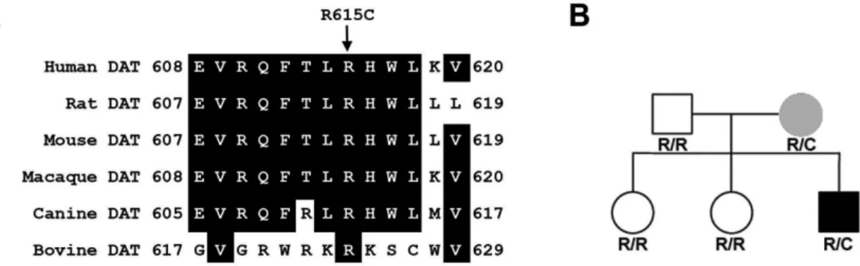 Figure 5 Sequence Alignment and Pedigree Analysis of DAT 615C: (A) Sequence alignment  showing conservation  of Arg 615 across  mammalian  DATs