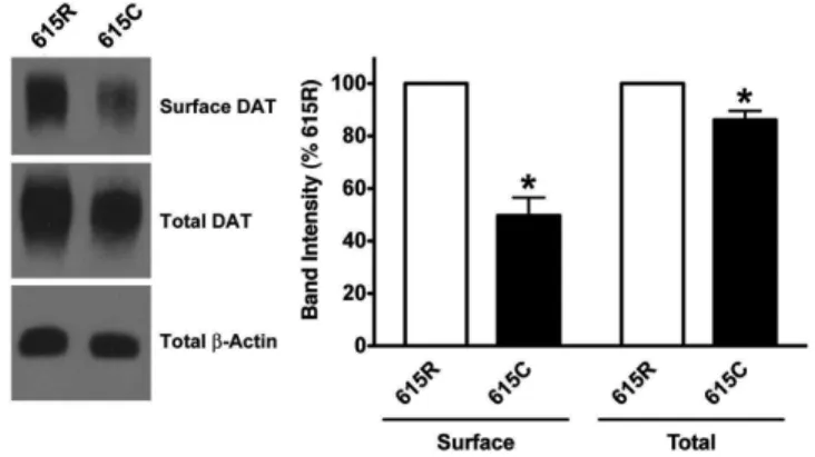 Figure  7  Analysis  of  Total  and  Surface  DAT  Protein:  Left:  Representative  western  blot  showing  reduction  in the  total  and  surface DAT  for  the R615C  variant  compared to  615R