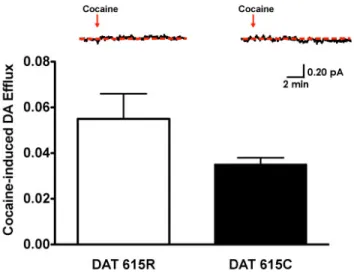 Figure  8  Amperometric  Detection  of  Basal  DA  Efflux:  DA preloaded Flp-In HEK stable cells  display  no  significant  differences  in  basal  DA  efflux  between  DAT  615R  and  DAT  615C  (n=5,  P>0.05,  Studentʼs  t-test)