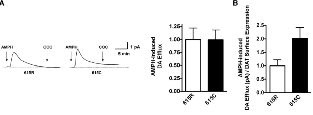 Figure 9 AMPH-induced DA Efflux: (A) Flp-In 293 stable cells were preloaded with 1 μM DA for  20  min  and  induced  DA  efflux  was  measured  using  carbon  fiber  amperometry