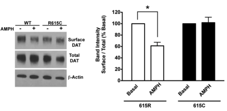 Figure  10  Effect  of  AMPH  DAT  Surface  Expression:  Left:  Representative  western  blot  showing  total  and  surface  DAT  protein  levels  with  or  without  AMPH  treatment  (10  μM,  30  minutes)  Right:  Quantification  of  AMPH-induced  decreas