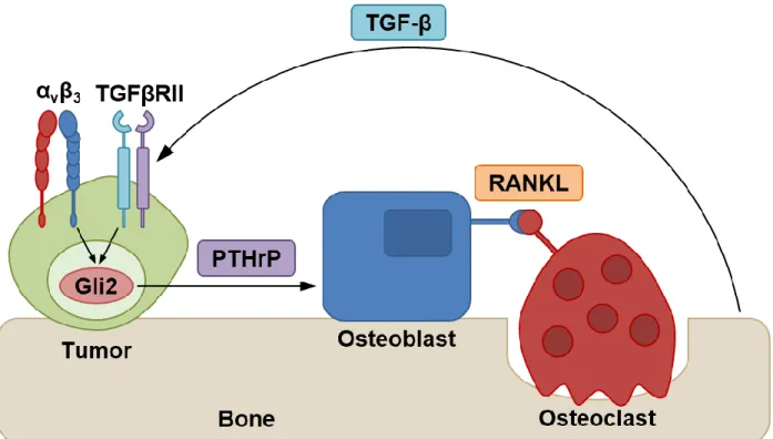 Fig. 2.1. Matrix rigidity regulates the transition of tumor cells to a bone-destructive phenotype via αvβ3 and  TGFβRII