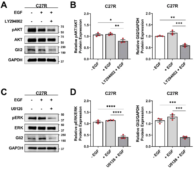 Fig. S4.3. Downstream kinases modulate Gli2 expression in erlotinib-resistant cells. (A) Representative  western blots and (B) quantification of phosphorylated AKT and Gli2 protein in C27R cells treated with DMSO  (-EGF), 10 ng/ml rhEGF (+(-EGF), or a comb