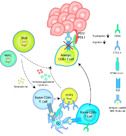Figure 1.1. Immunosuppressive mechanisms in the TME abrogate tumoricidal CD8+ T cell functions