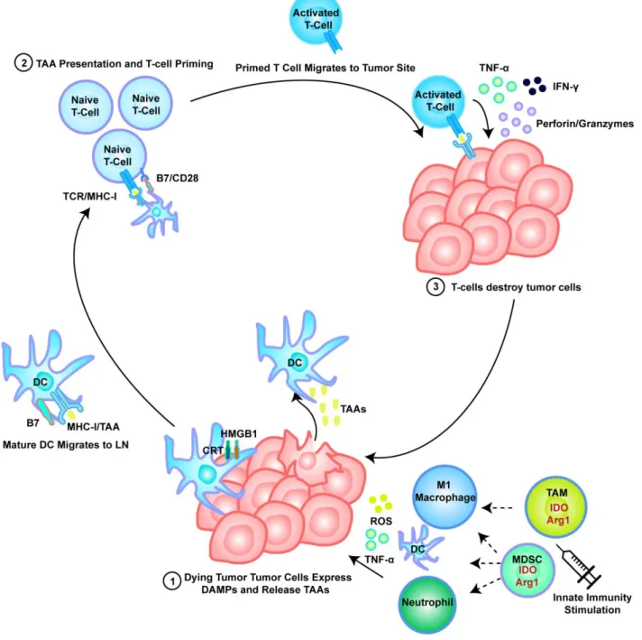 Figure 1.2. Stimulating innate immunity induces T cell priming and tumor destruction in a positive  feedback loop