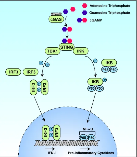 Figure  1.3.  The  cGAS/STING  immune  surveillance  pathway.  cGAS  detects dsDNA  and  synthesizes  cGAMP