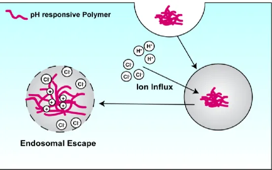 Figure 2.1 – pH responsive polymers mediate endosomal escape through the proton sponge effect