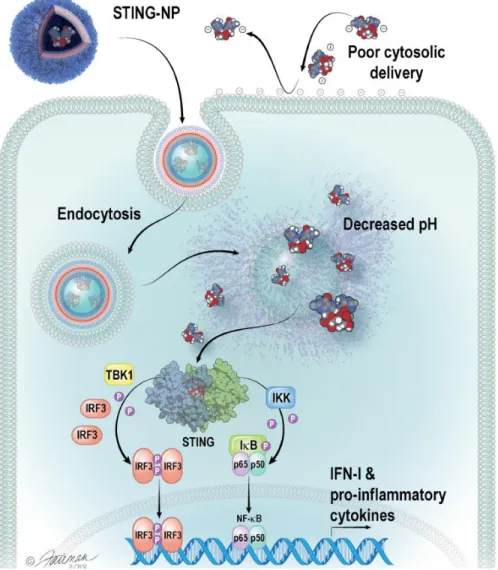 Figure 2.2 – STING-NPs are potent activators of the STING immune sensing pathway. STING-NPs  comprise cGAMP molecules encapsulated by pH responsive and endosomolytic PEG-DBP polymers  self-assembled  into  a  PEGylated  vesicular  structure