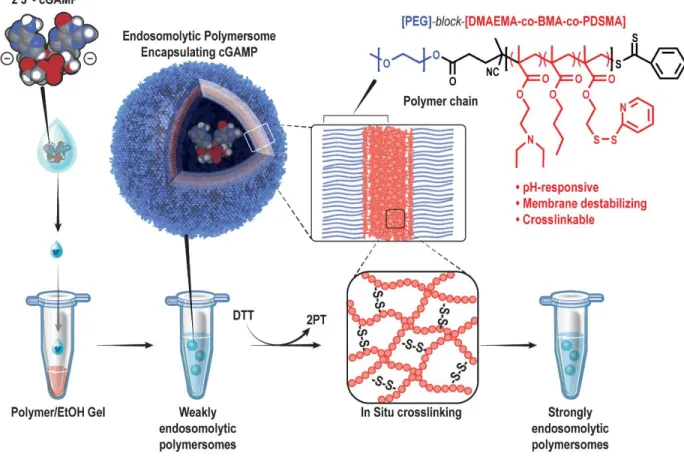 Figure  2.3  –  Formulation  of  STING-NPs.  STING-NPs  comprise  PEG-DBP  polymer  chains,  which  contain  a  pH  responsive  (DEAEMA),  membrane  destabilizing  (DEAEMA  +  BMA),  and  crosslinkable  (PDSMA)  hydrophobic  block