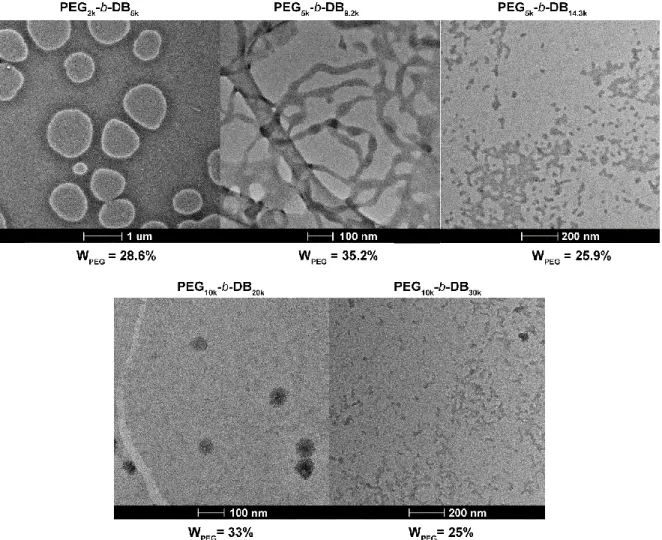 Figure 2.7 – Self-assembled morphologies of PEG x -DB y  BCPs. Electron micrographs of self-assembled  PEG x -DB y   BCPs