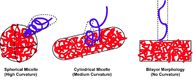 Figure  2.7  –  The  effect  of  self-assembled  morphology  on  stretching  of  the  polymer  corona  block