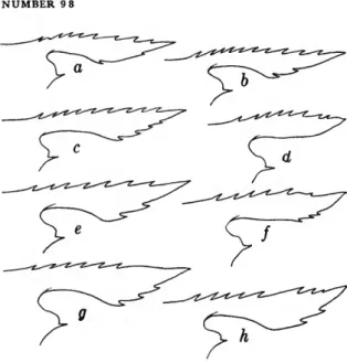 FIGURE 4.—Palaemonetes octaviae, new species, variation in rostrum of paratypes (figures in parentheses = carapace lengths in  m m ) : a, male (2.9); b, male (3.0); c, male (3.2) ; d, female (3.8); e, ovigerous female (4.1); /,  oviger-ous female (4.1); g,